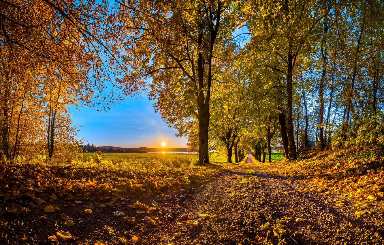 Photo wallpaper road, autumn, the sky, the sun, trees, sunset