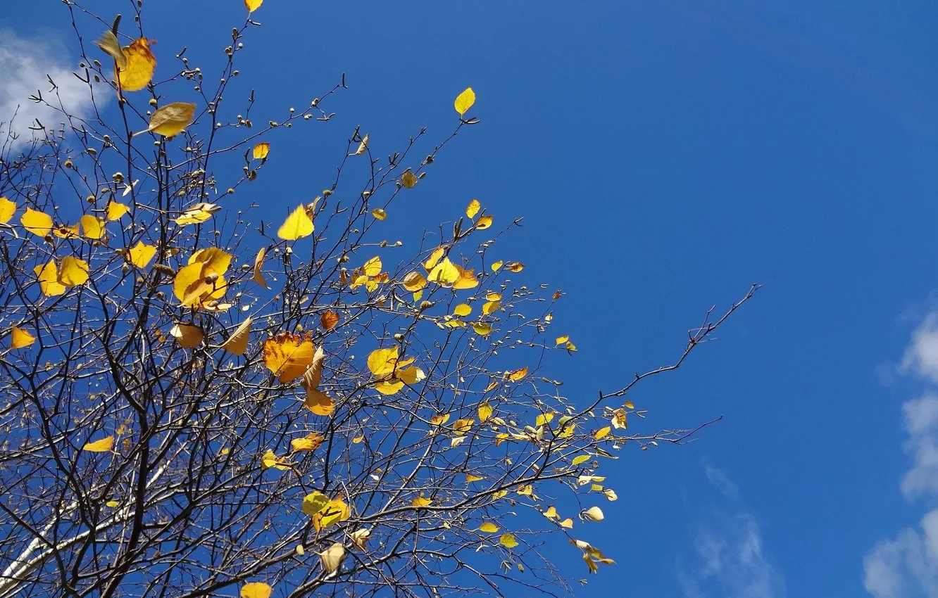 Photo wallpaper autumn, the sky, leaves, branches