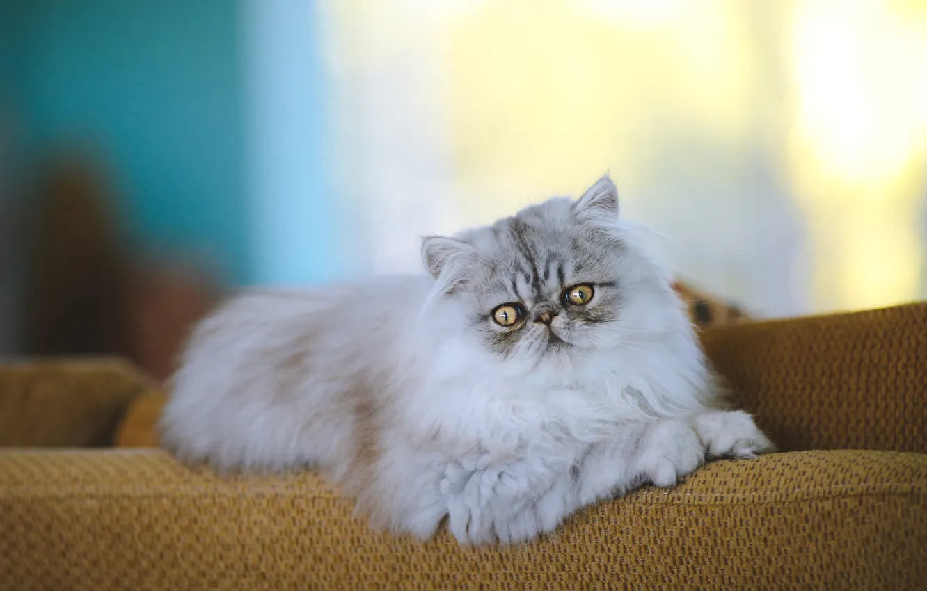 Photo wallpaper cat, cat, look, light, pose, grey, sofa, fluffy