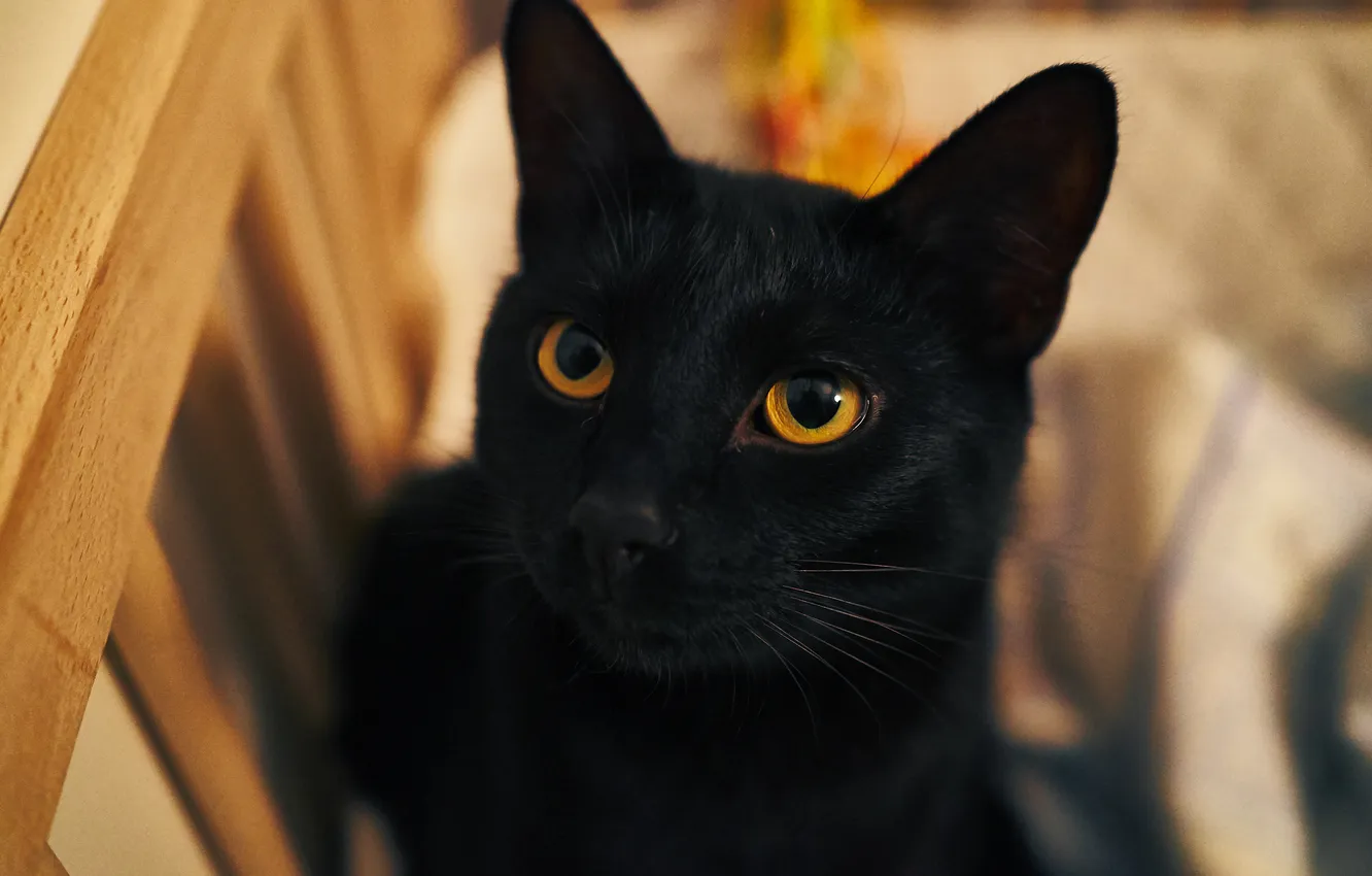 Photo wallpaper eyes, cat, black