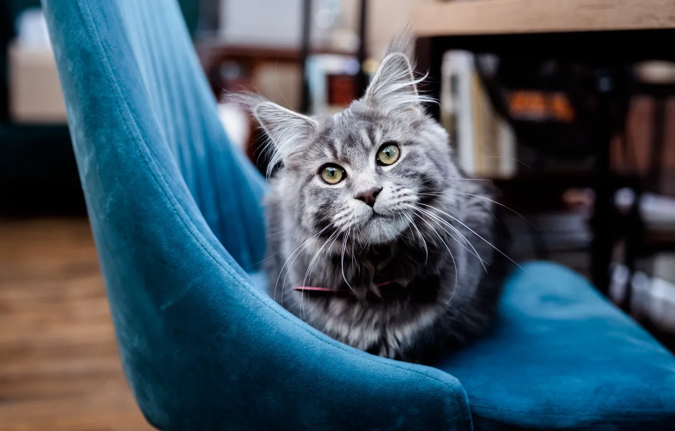 Photo wallpaper cat, cat, look, pose, grey, room, chair, fluffy