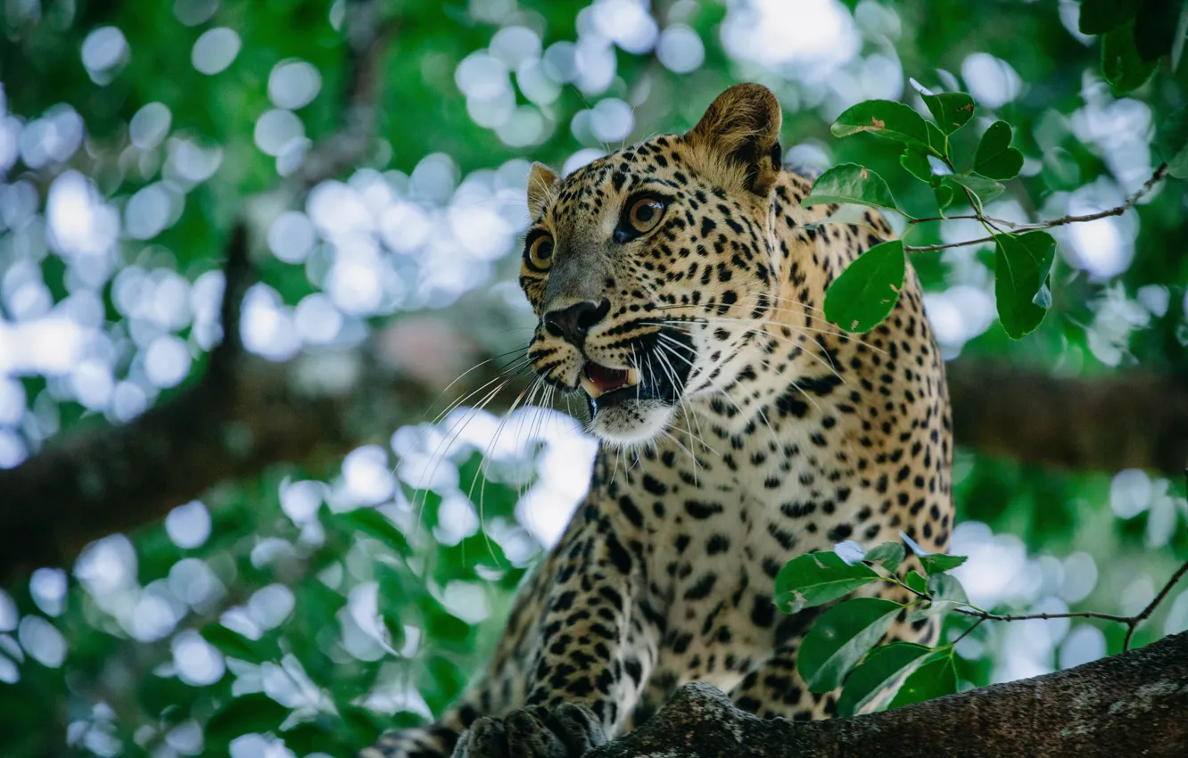 Photo wallpaper predator, leopard, wild cat, on the tree
