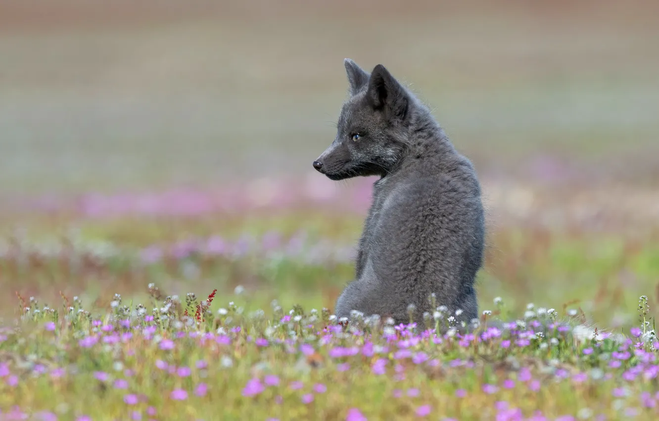 Photo wallpaper look, flowers, background, glade, back, Fox, sitting, lawn