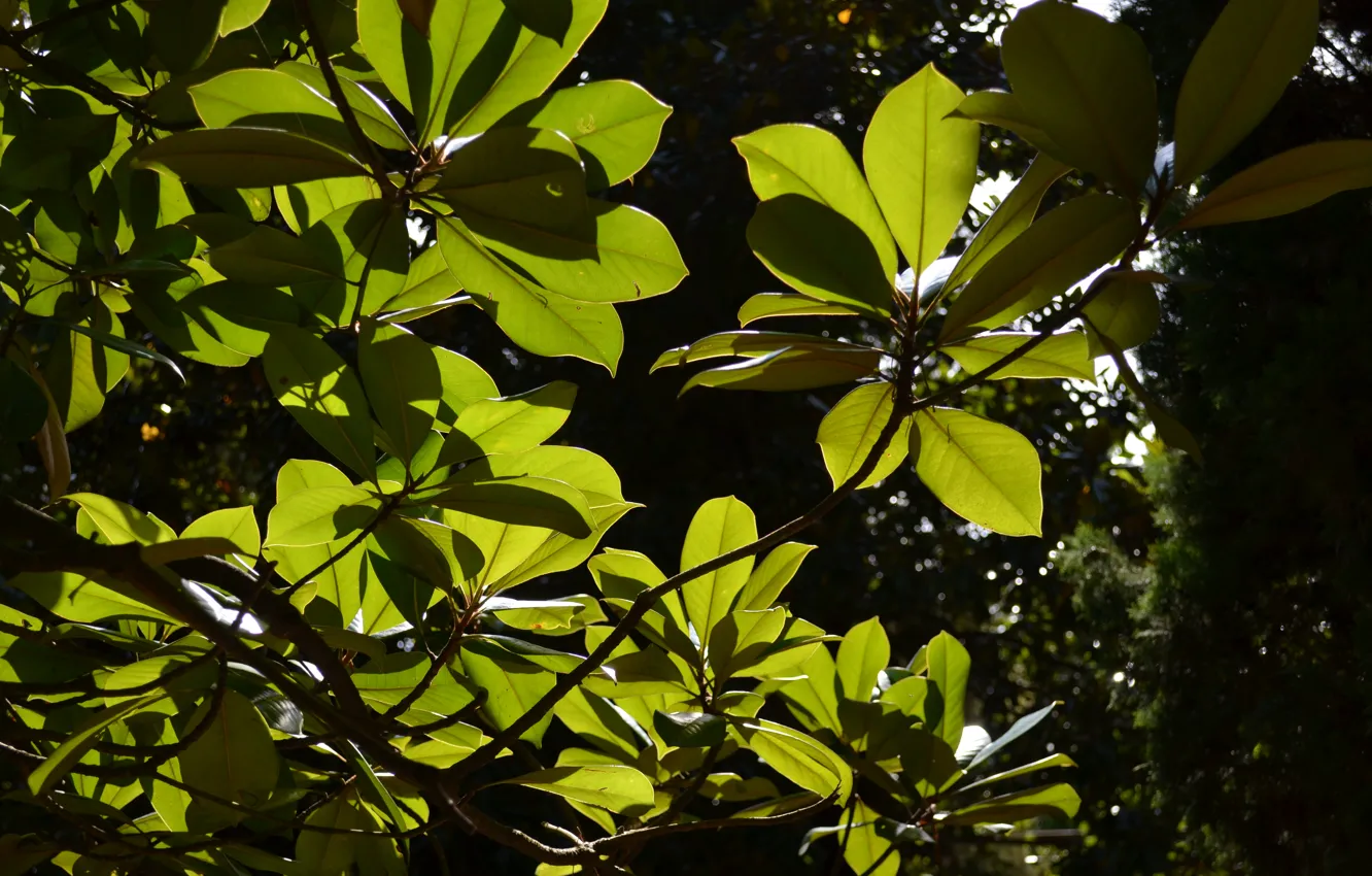 Photo wallpaper leaves, the sun, rays, branches, green