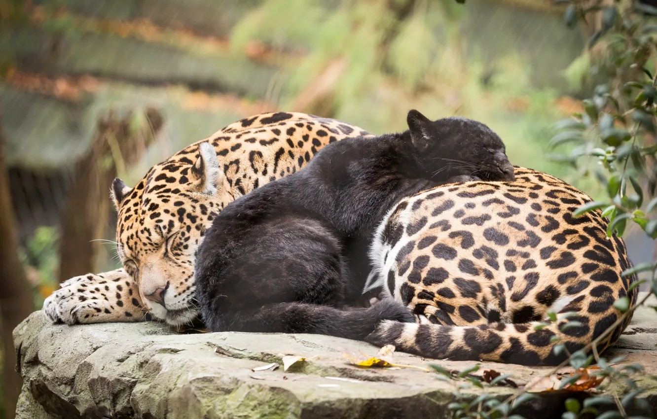 Photo wallpaper cats, nature, baby, mom, jaguars