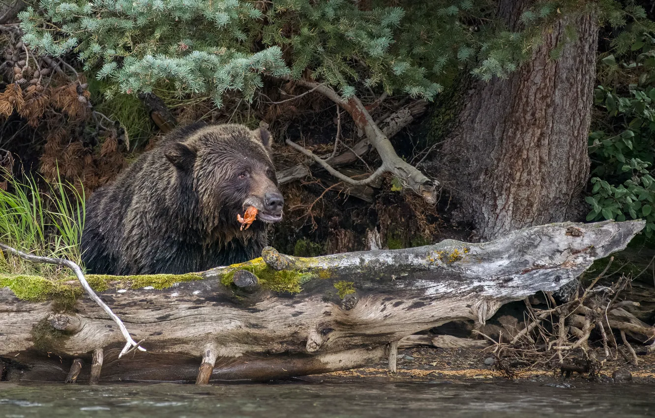 Photo wallpaper face, branches, nature, pose, shore, fish, bear, log
