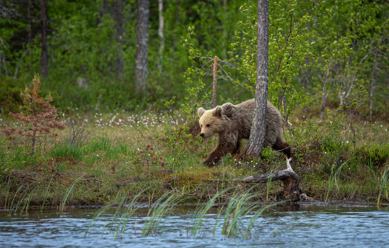 Photo wallpaper shore, bear, bear, walk, pond