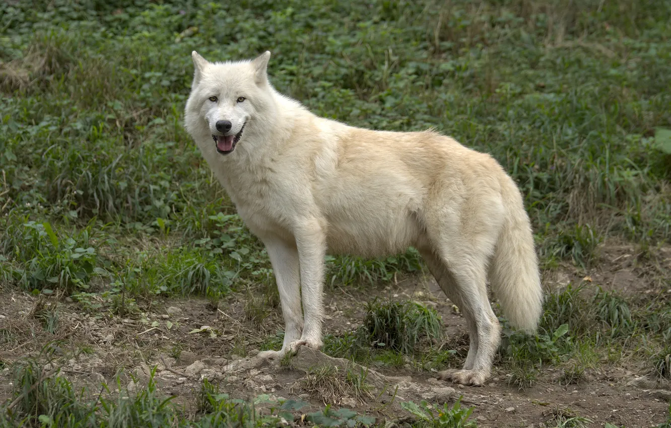 Photo wallpaper nature, snow, predator, face, animal, wolf, wolves, wildlife