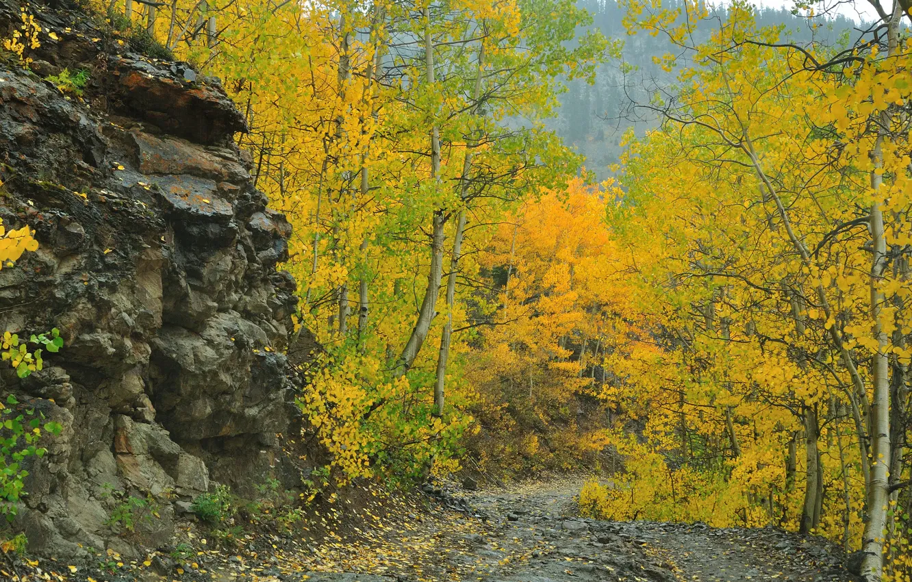 Photo wallpaper road, autumn, trees, mountains, rocks, slope