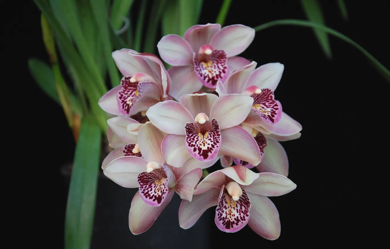 Photo wallpaper Orchid, the dark background, pink Orchid