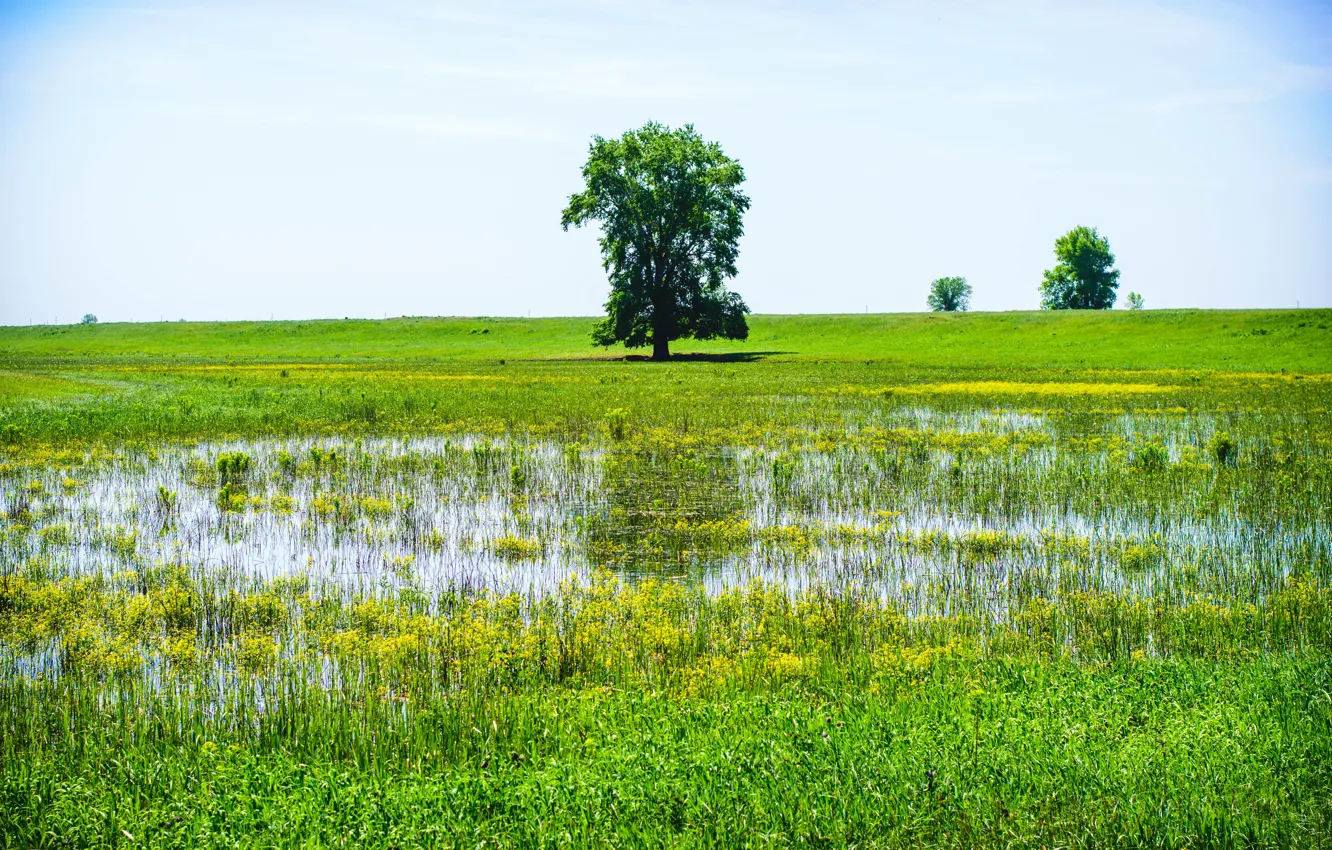Photo wallpaper field, trees, flowers, meadow