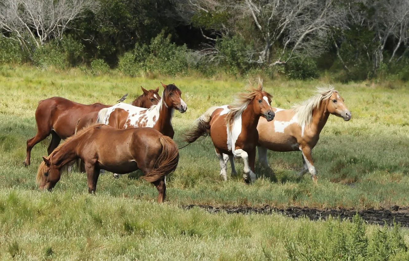 Photo wallpaper pony Astig, pony Refuge, wild horses