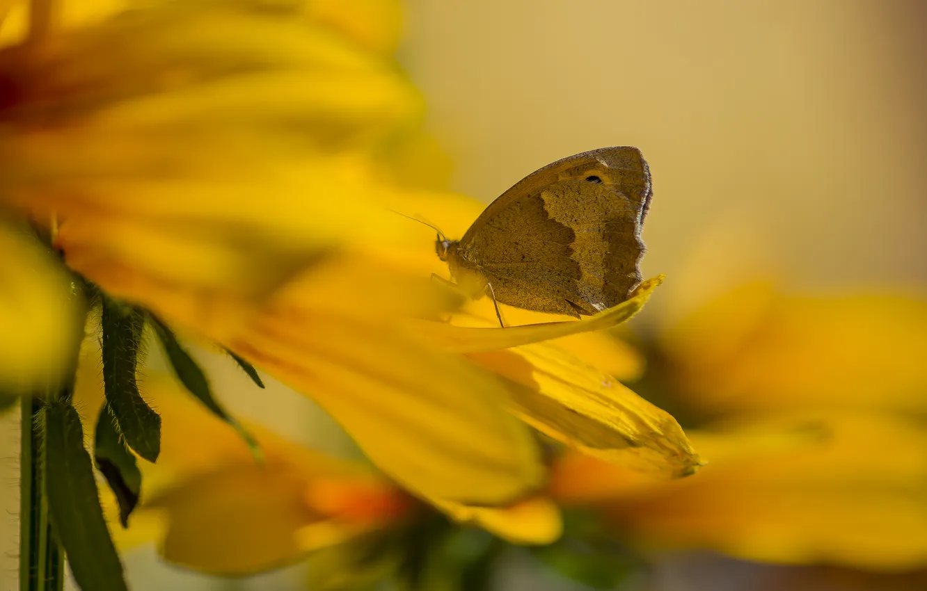 Photo wallpaper macro, nature, butterfly, bokeh, ox-eye