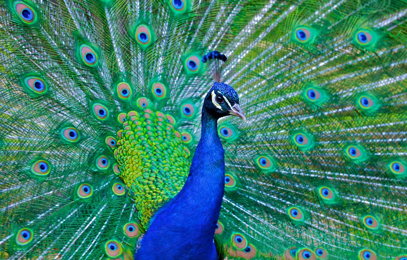 Photo wallpaper look, bird, beauty, feathers, tail, peacock