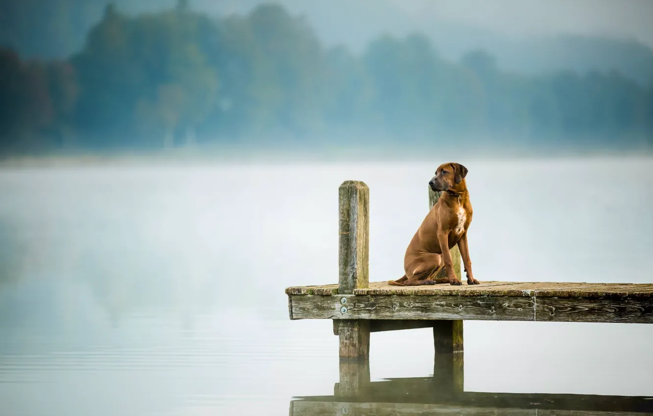 Photo wallpaper look, bridge, each, dog