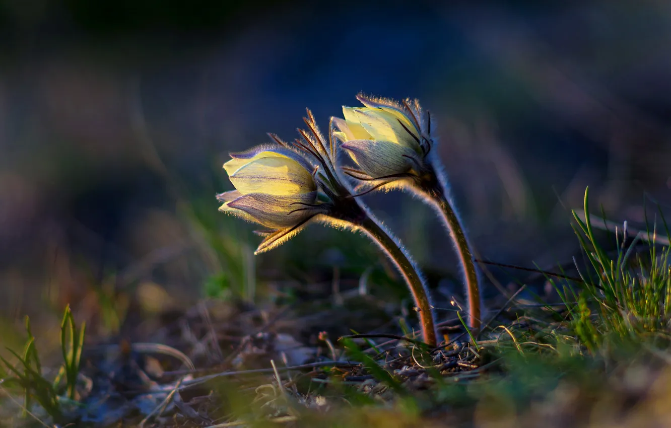 Photo wallpaper flowers, spring, white, anemones, cross