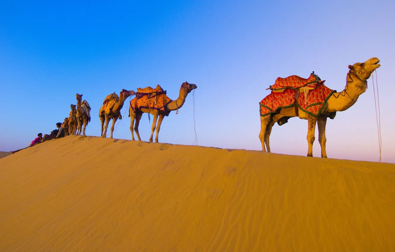 Photo wallpaper desert, camels, caravan