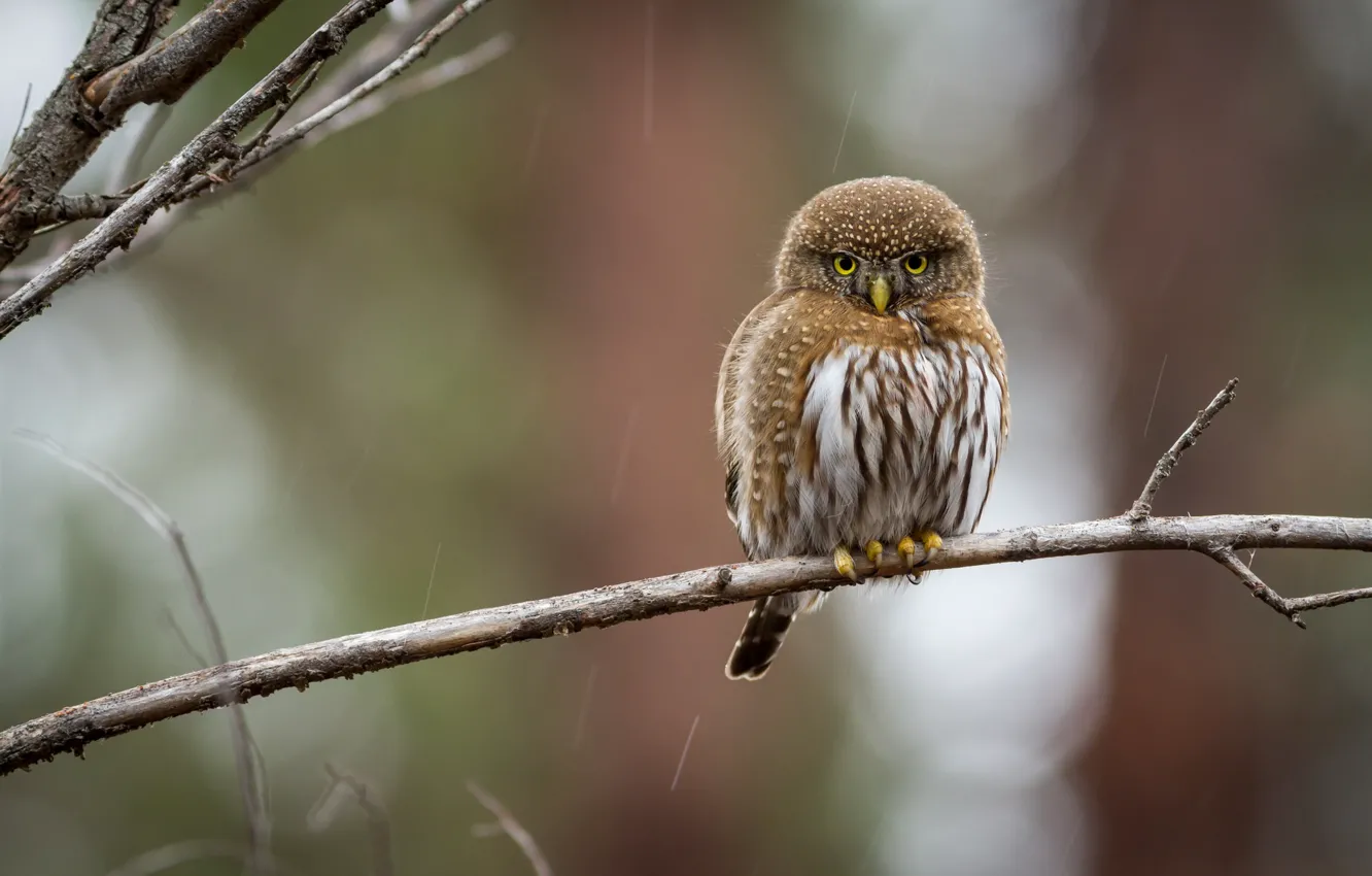 Photo wallpaper bird, round, branch, owl