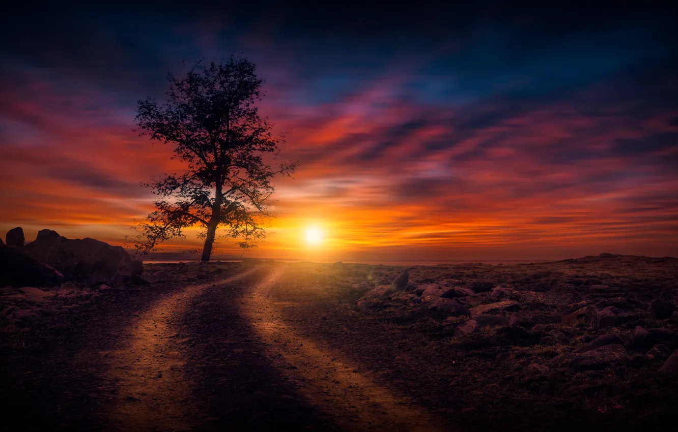 Photo wallpaper road, the sky, the sun, sunset, tree