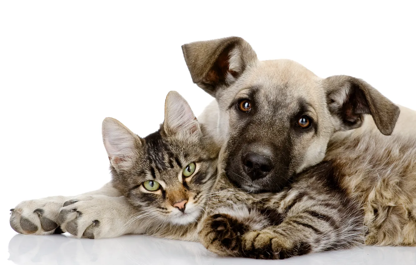 Photo wallpaper cat, each, stay, dog