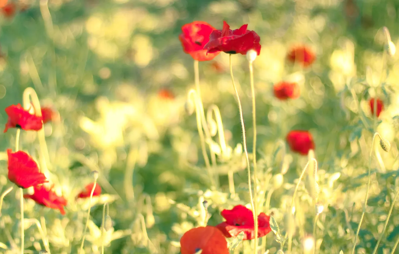 Photo wallpaper field, summer, the sun, Maki, bokeh