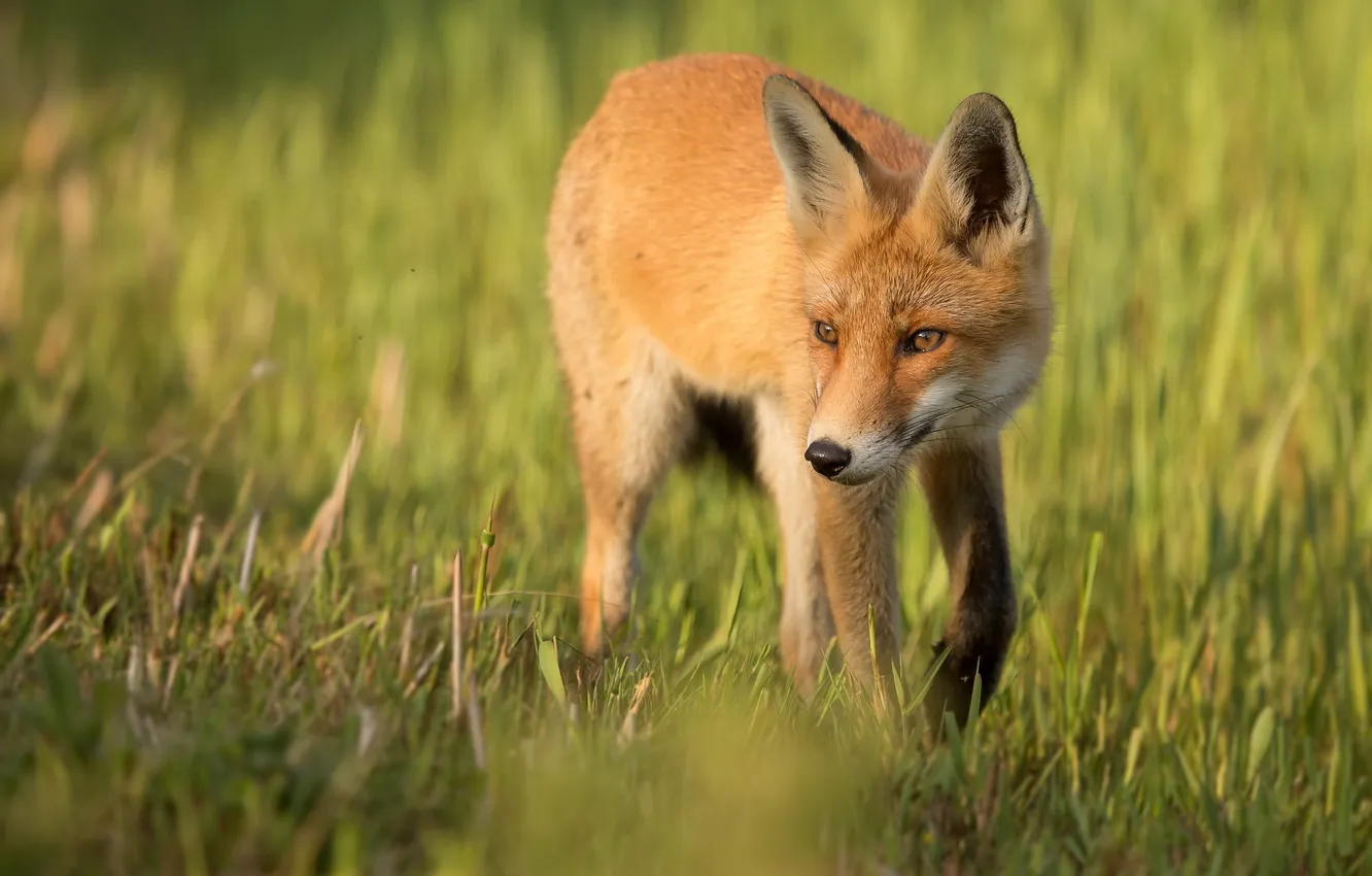 Photo wallpaper summer, nature, Fox