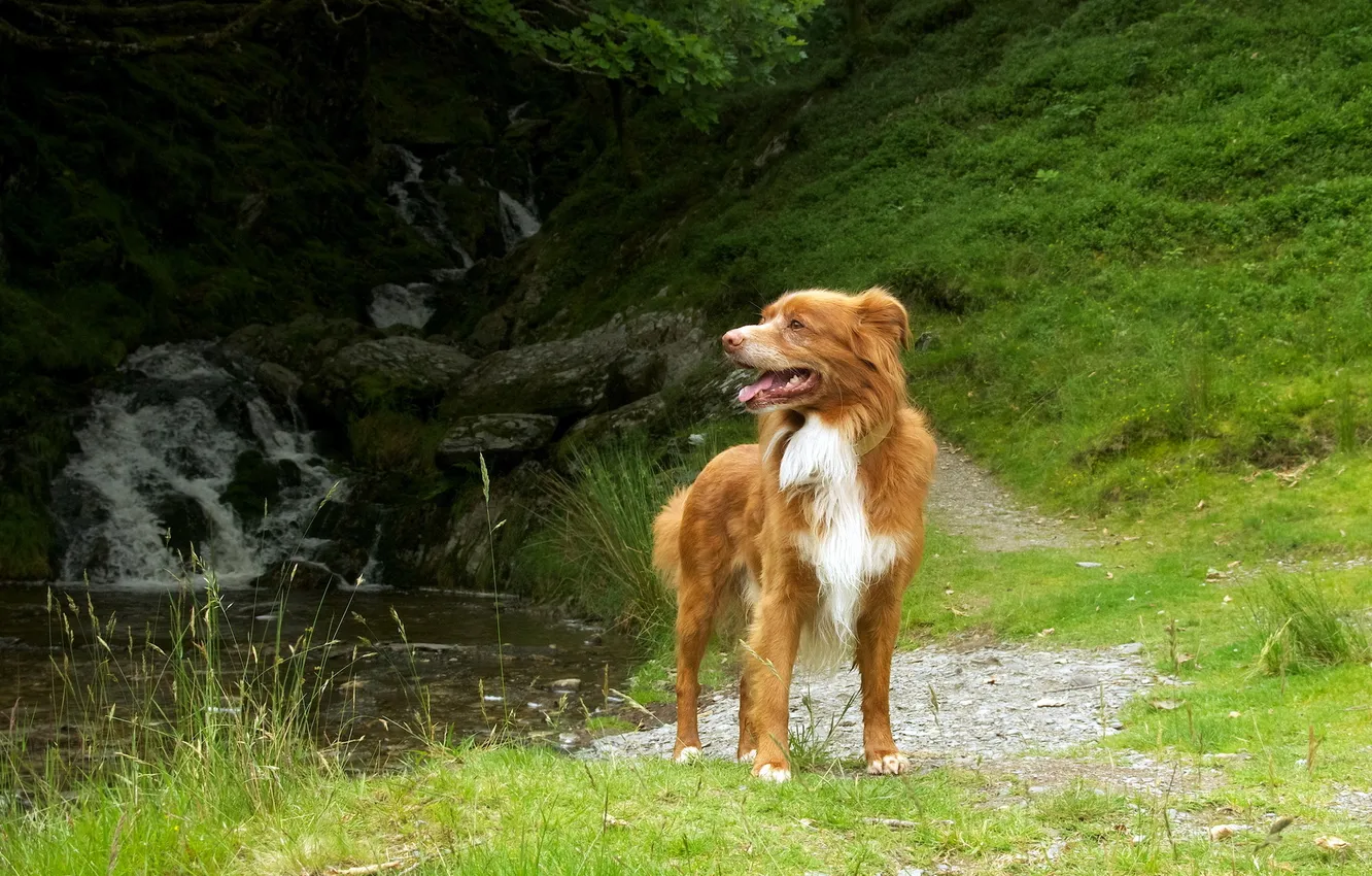 Photo wallpaper summer, dog, Retriever
