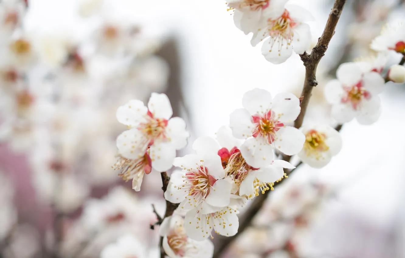 Photo wallpaper branches, spring, drain