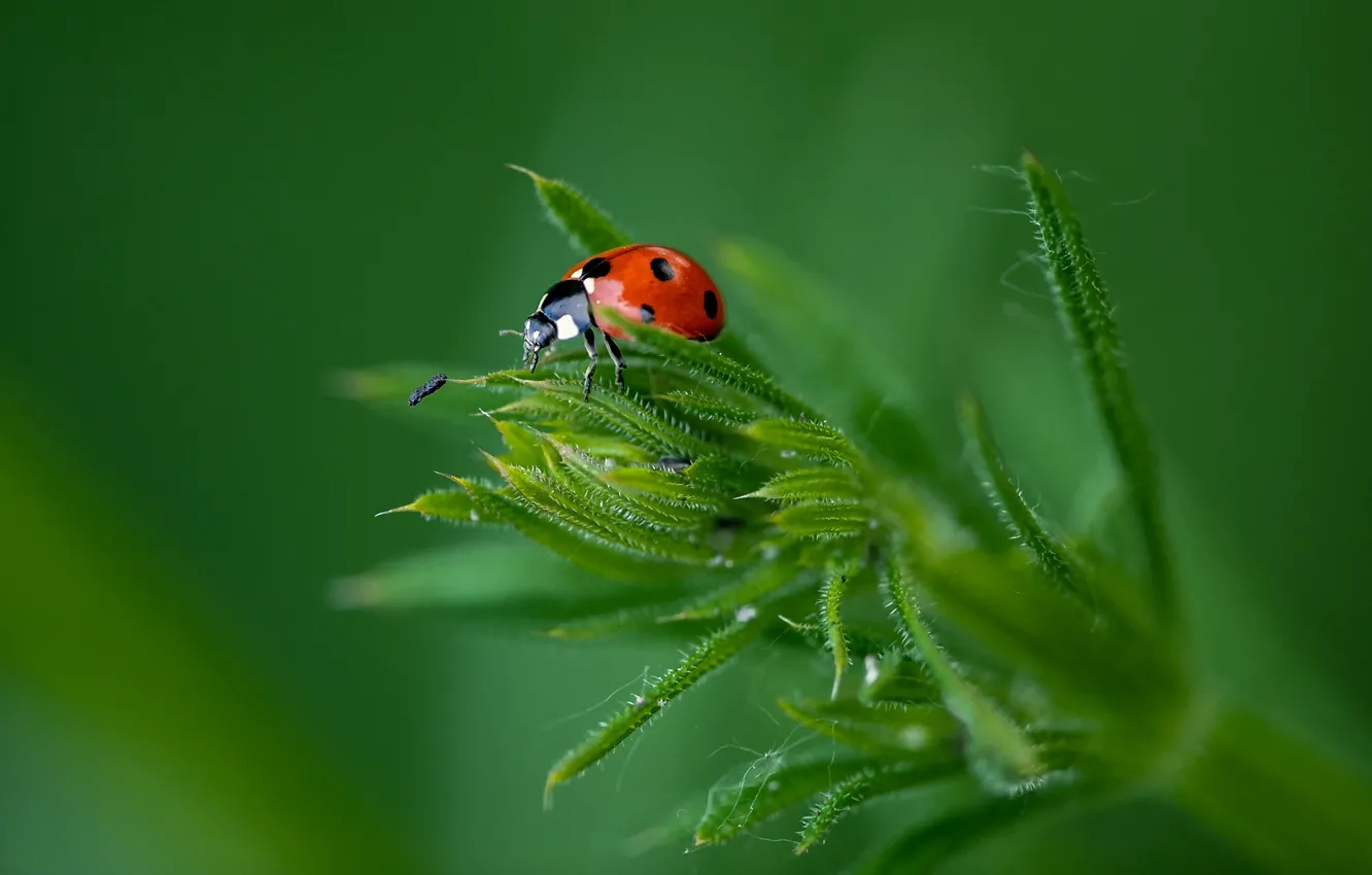 Photo wallpaper grass, macro, background, beetle, insect, Ladybug