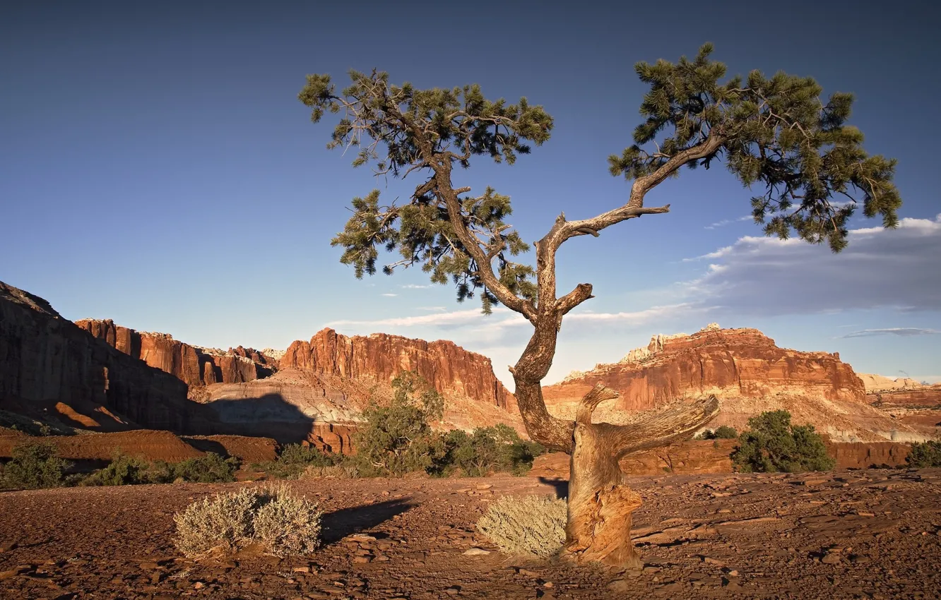 Photo wallpaper trees, rocks, desert