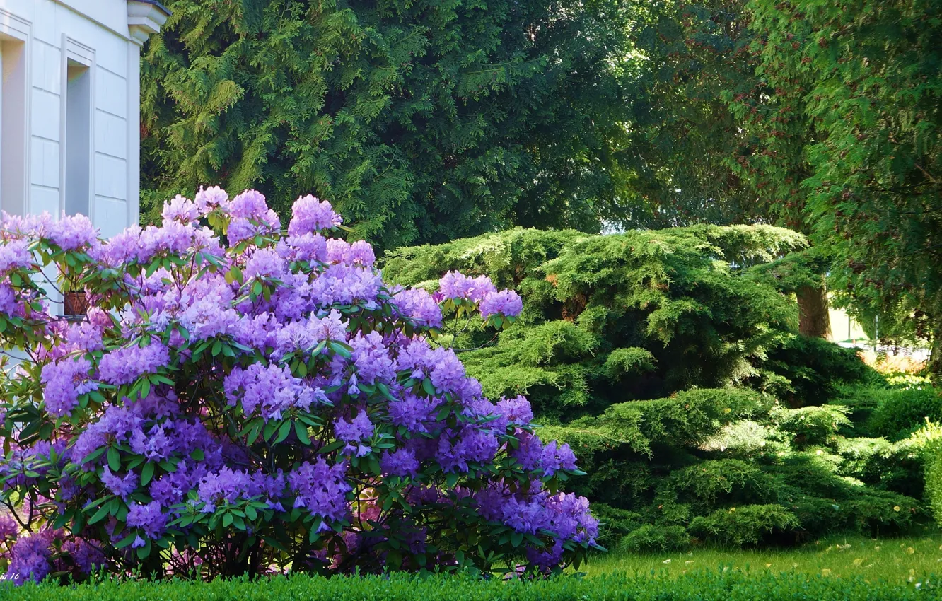 Photo wallpaper house, flower, park, garden, Rhododendron