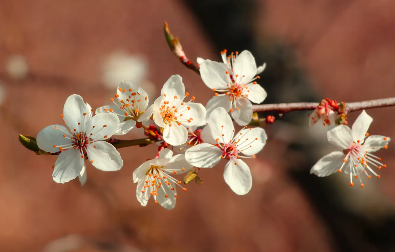 Photo wallpaper white, flower, twig