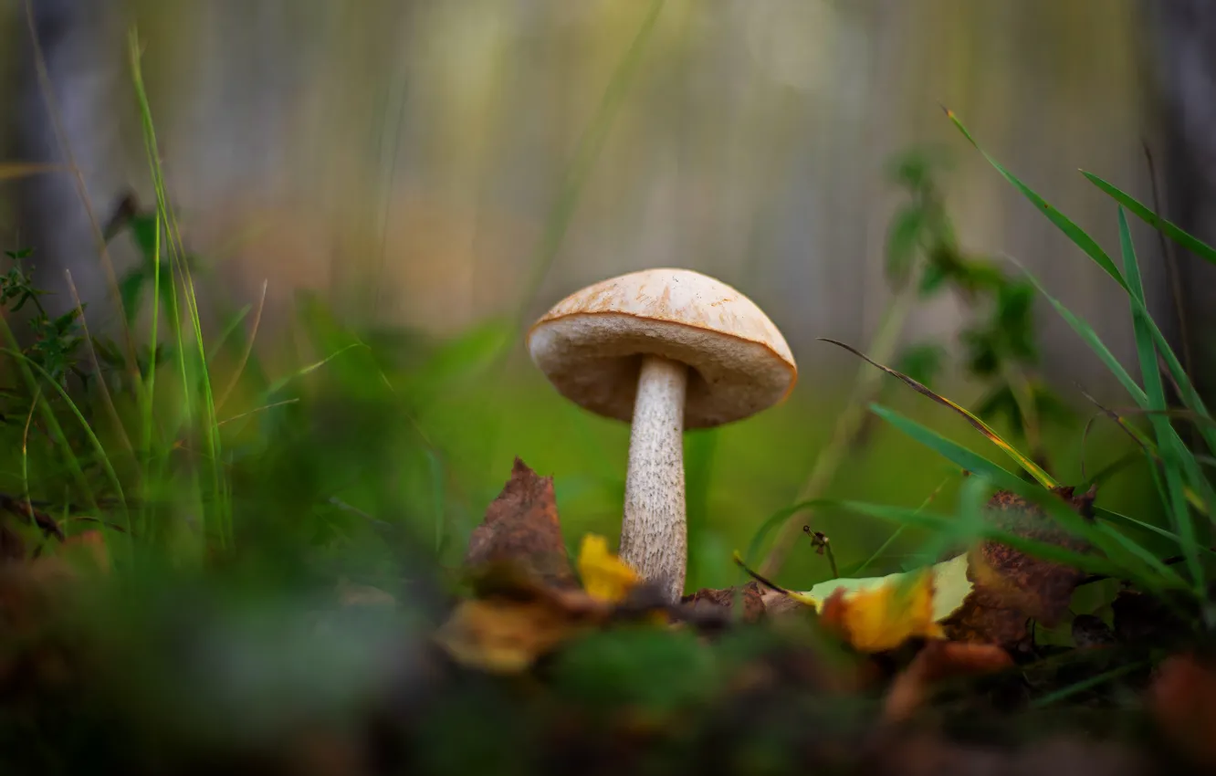 Photo wallpaper autumn, grass, leaves, mushrooms, bokeh, blurred background, boletus
