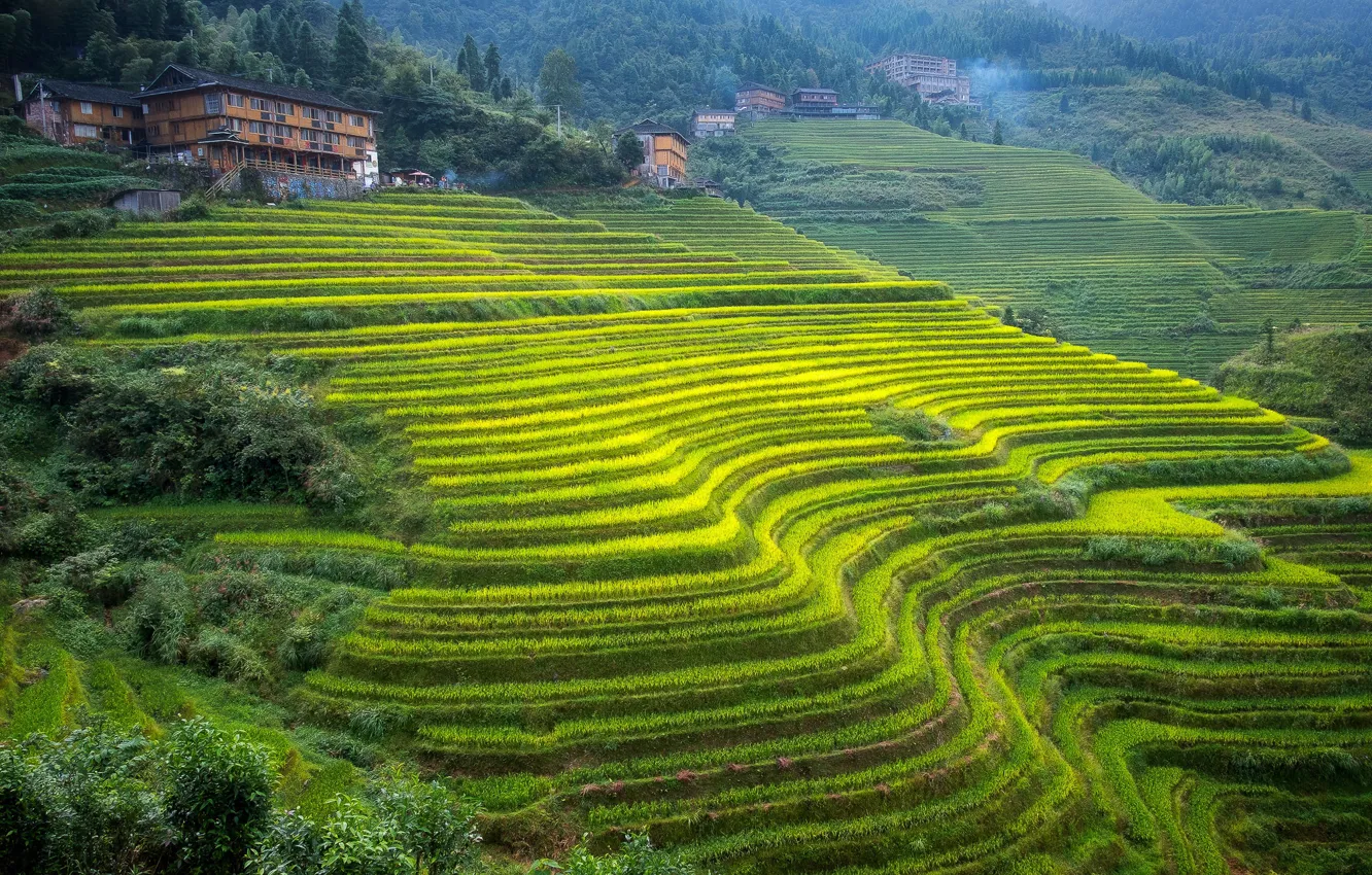 Photo wallpaper mountains, house, slope, China, tea plantation, Guangxi, terraces