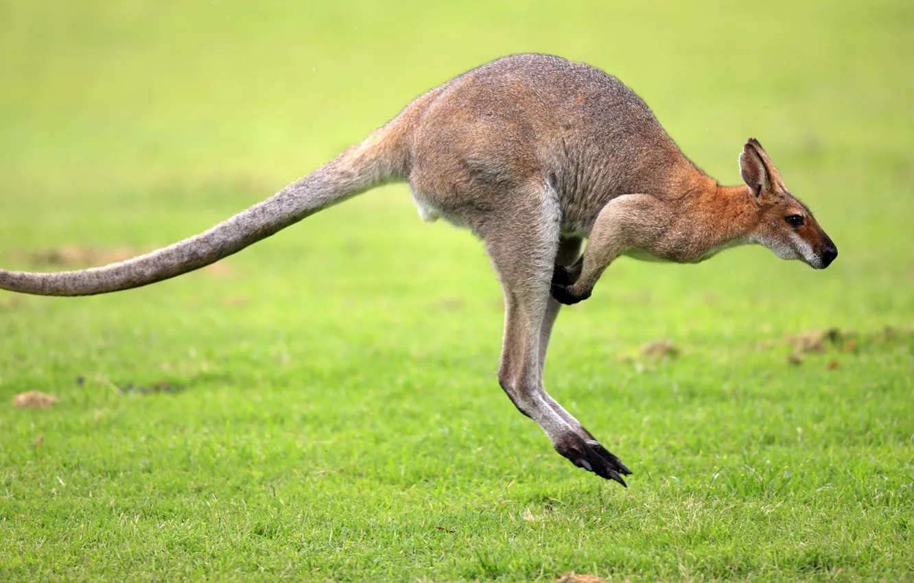Photo wallpaper Australia, kangaroo, tail, marsupials
