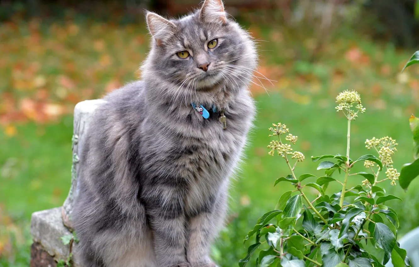 Photo wallpaper eyes, cat, look, animal, collar, sitting, ears