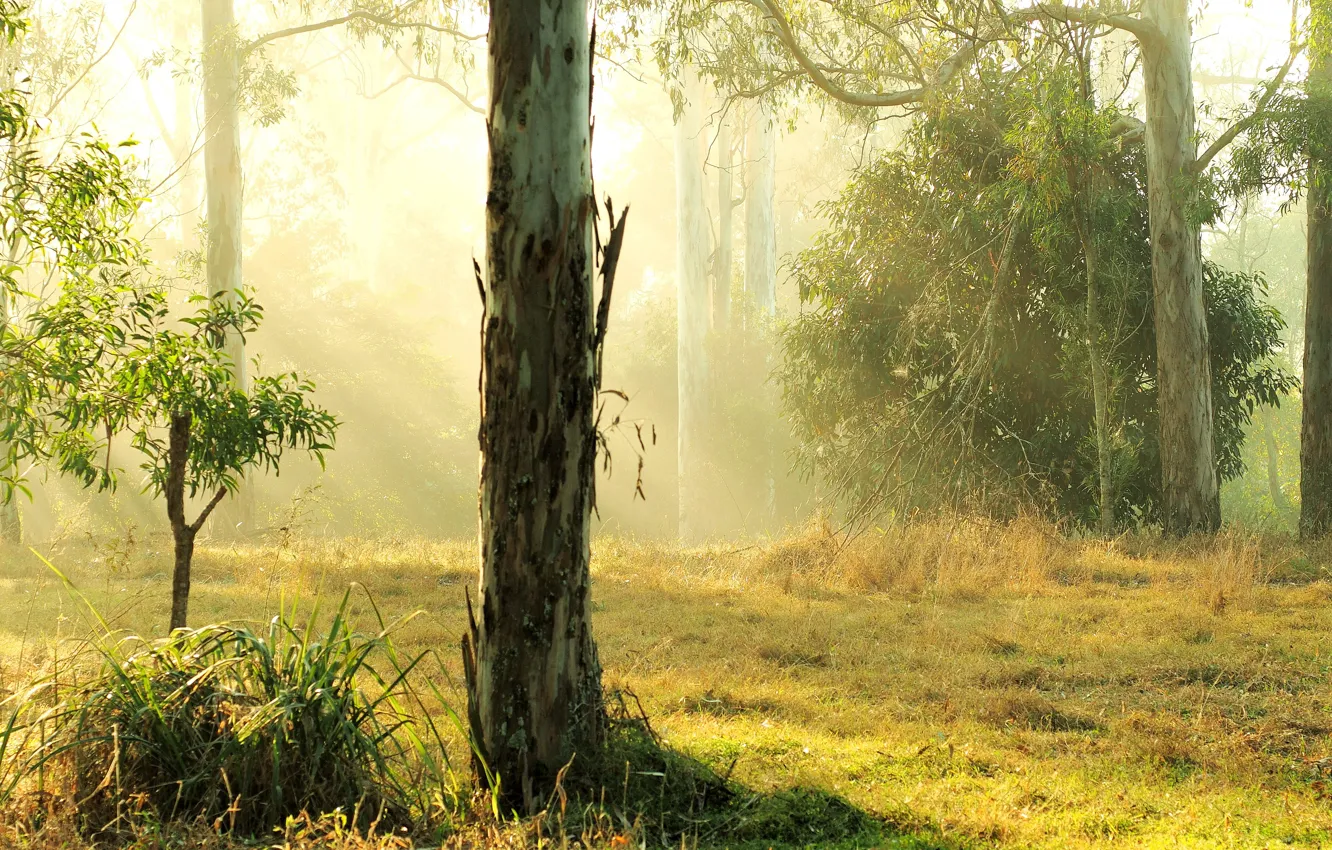 Photo wallpaper forest, trees, haze