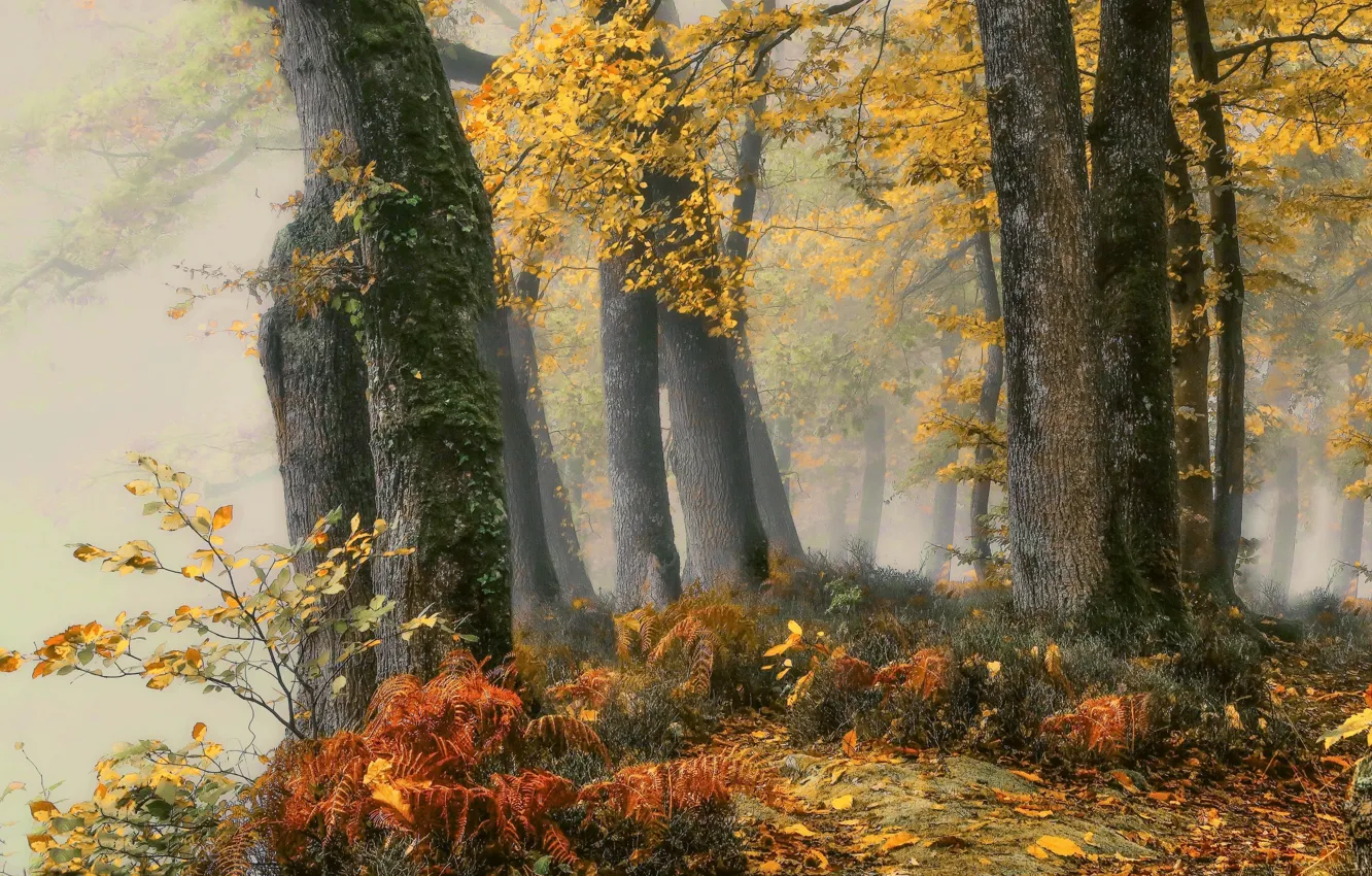 Photo wallpaper autumn, forest, fog