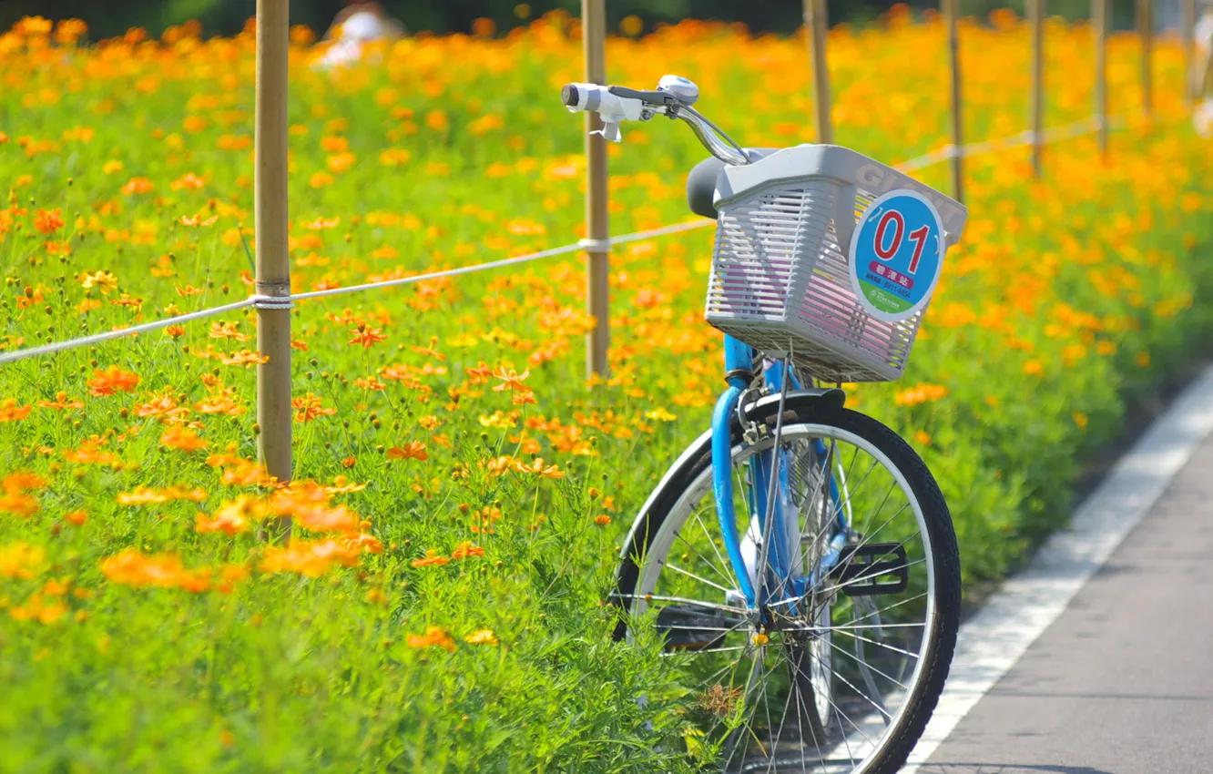 Photo wallpaper road, field, summer, flowers, bike