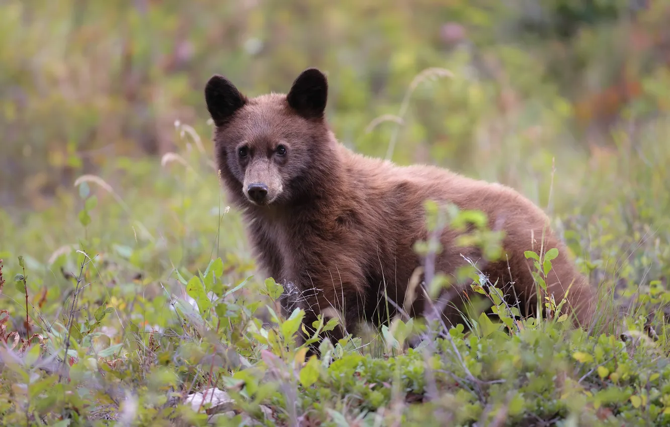 Photo wallpaper nature, bear, bear