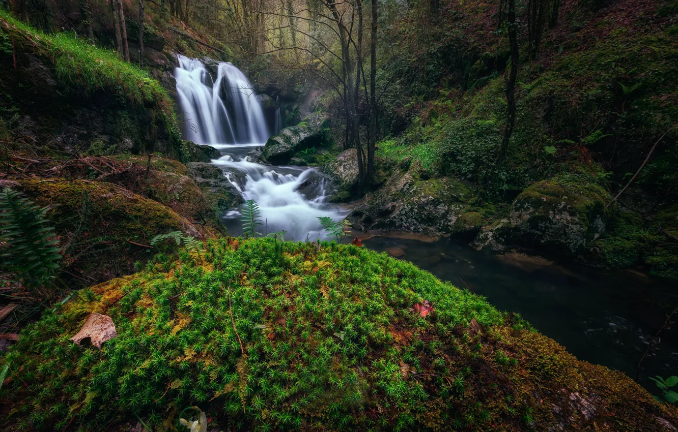 Photo wallpaper forest, stream, waterfall, moss, river, Spain, Spain, Galicia