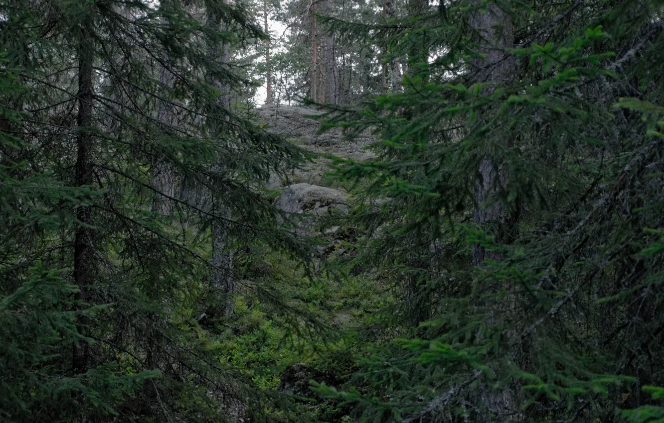 Photo wallpaper forest, trees, nature, Finland, Finland, Espoo, Espoo, Nuuksio National Park