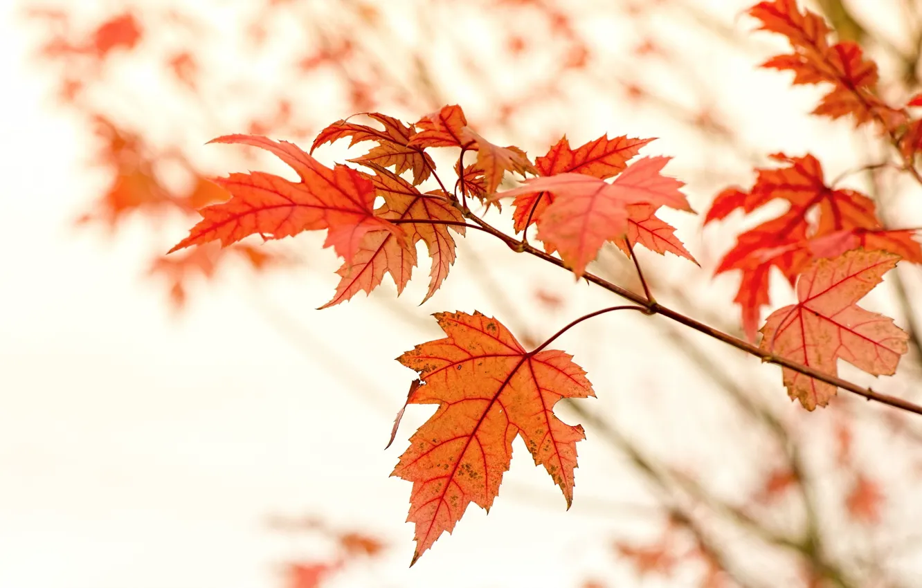 Photo wallpaper Macro, Nature, Autumn, Leaves, Branches, Maple