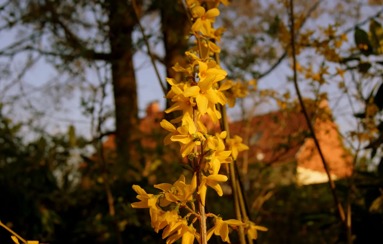 Photo wallpaper house, flower, trees, Sun Goes Down, Photography By Tom