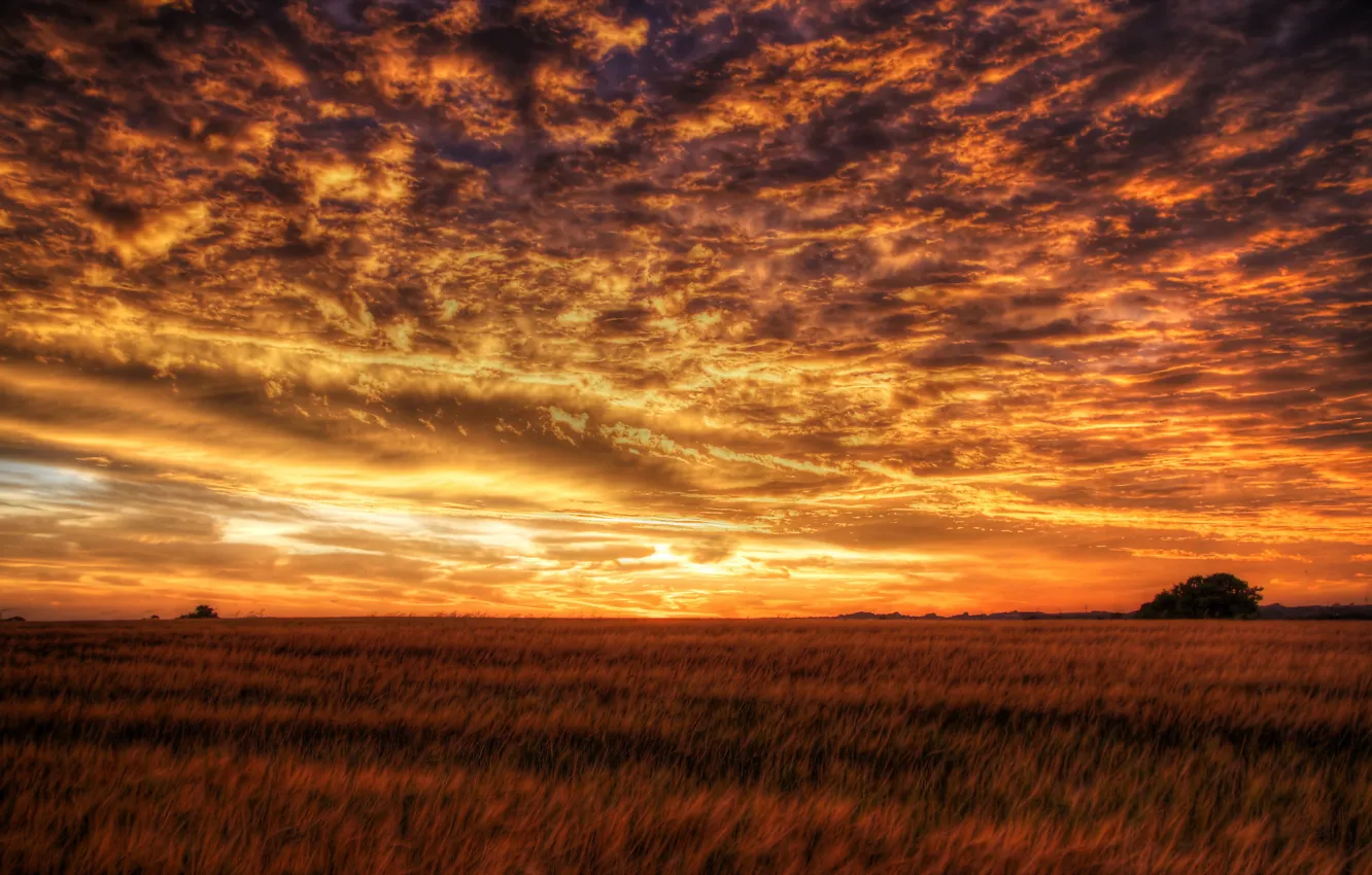 Photo wallpaper field, the sky, landscape, sunset