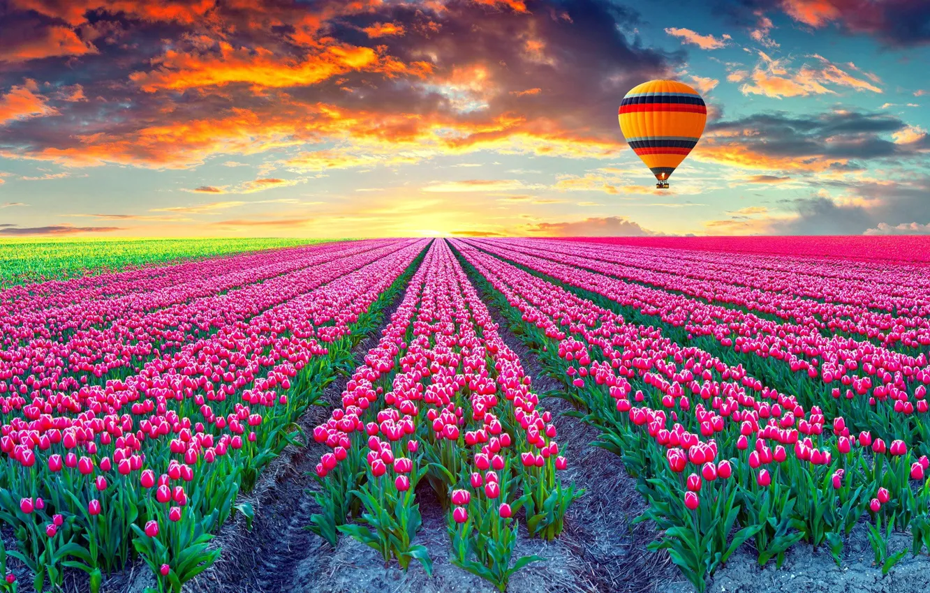 Photo wallpaper field, sunset, balloon, tulips