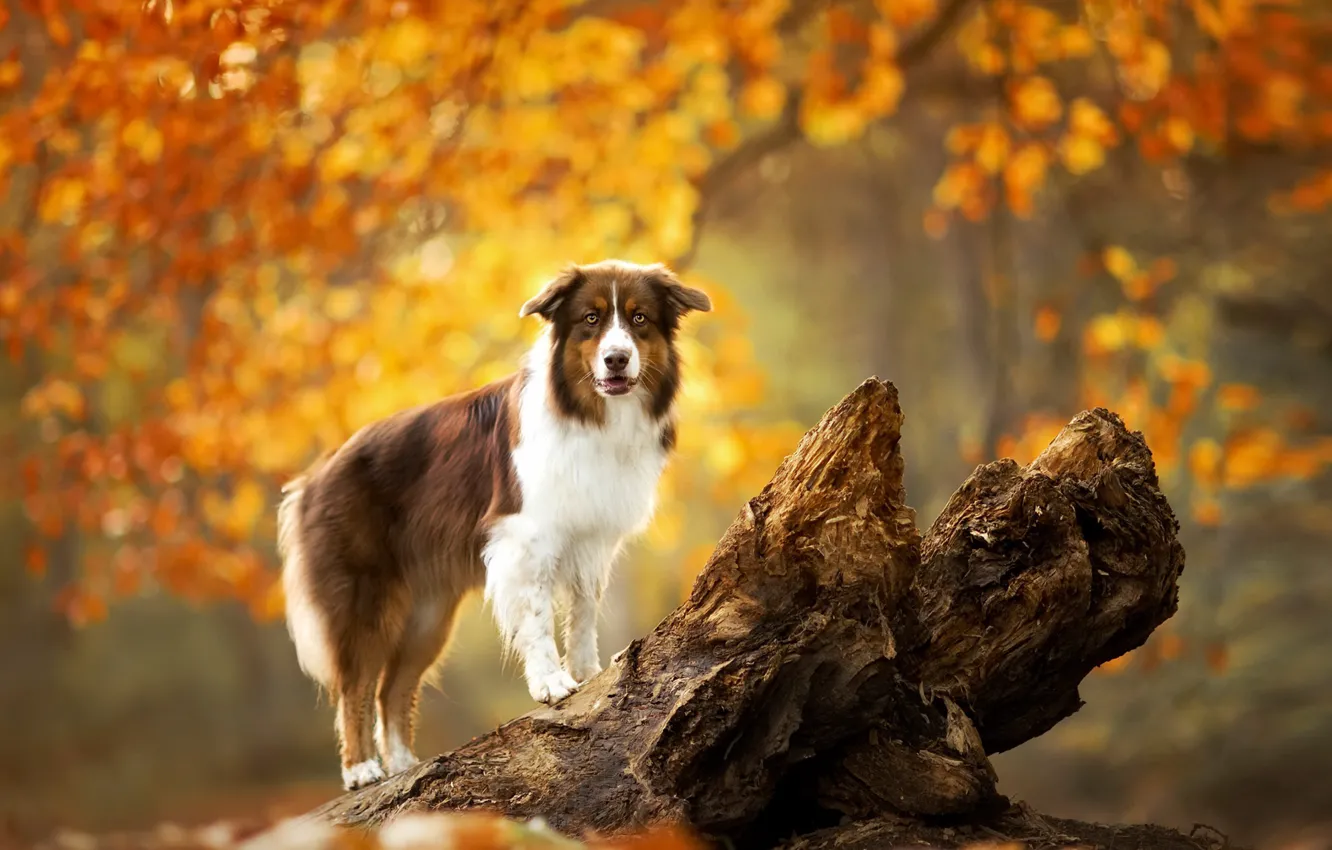 Photo wallpaper autumn, each, dog