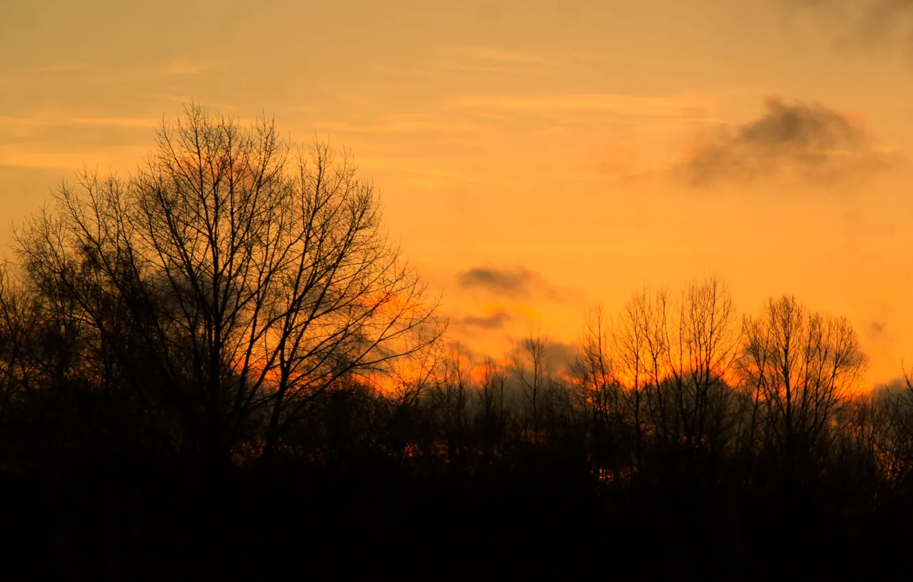 Photo wallpaper sky, sunset, tree, morning, orange