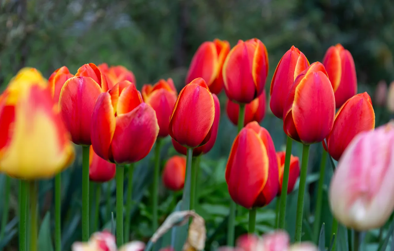 Photo wallpaper flowers, spring, tulips, red, buds, flowerbed, a lot