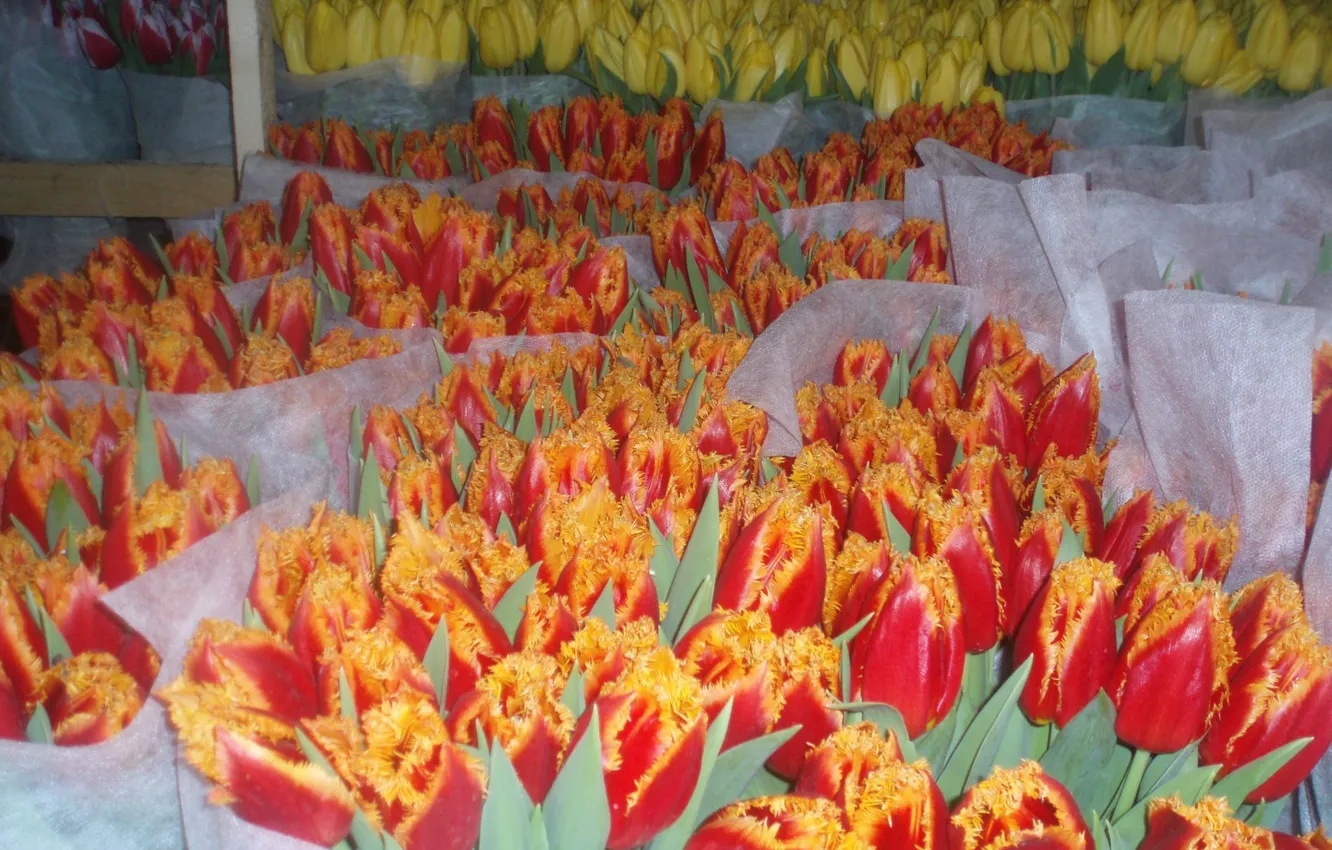 Photo wallpaper flowers, orange, red, yellow, bouquet, spring, Bud, tulips